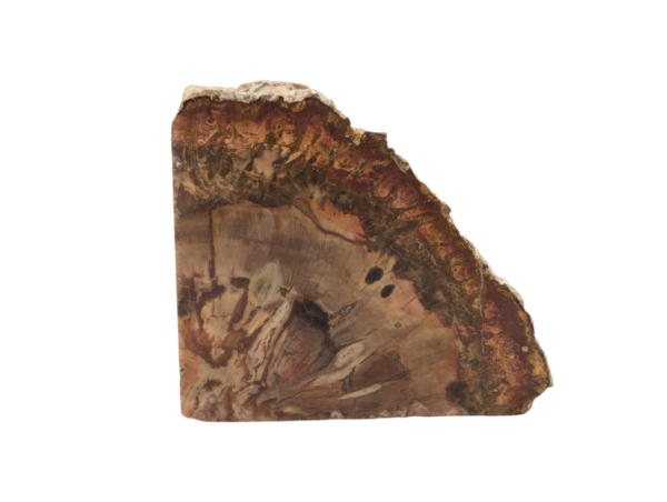 Polished Petrified Wood Slice - Image 2