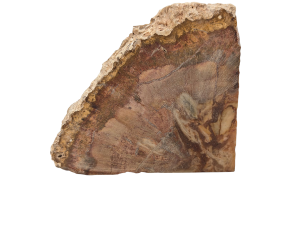 Polished Petrified Wood Slice - Image 4