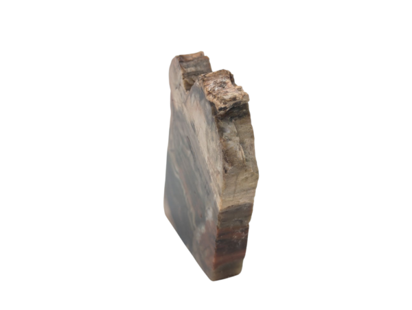 Small Petrified Wood Polished Slice - Image 4