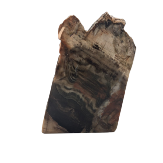 Small Petrified Wood Polished Slice