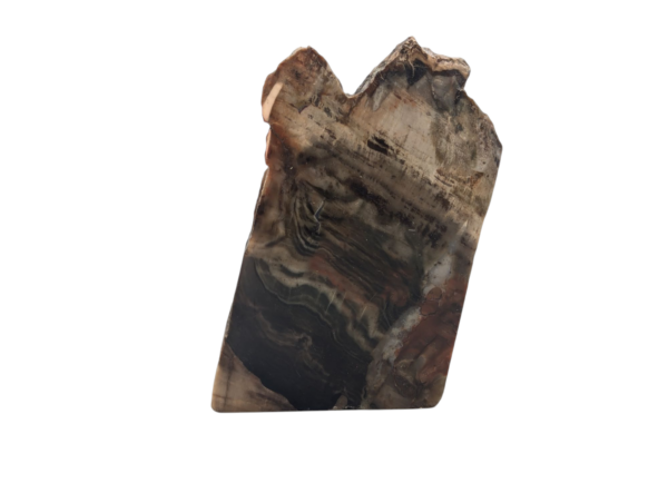 Small Petrified Wood Polished Slice