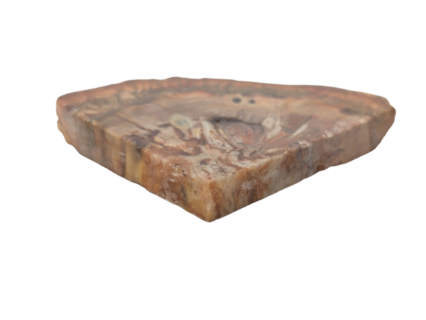 Polished Petrified Wood Slice - Image 3