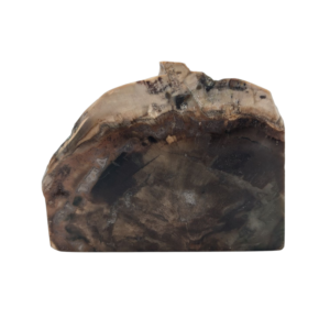 Petrified Wood Polished Slice