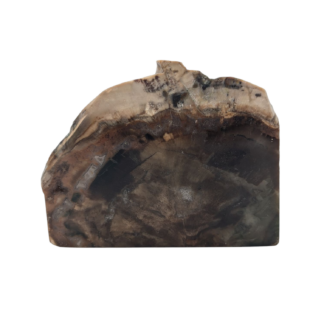 Petrified Wood Polished Slice