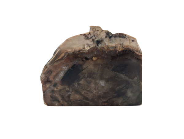 Petrified Wood Polished Slice