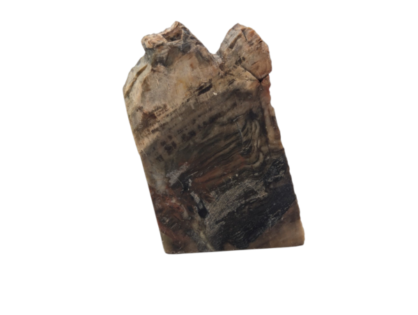 Small Petrified Wood Polished Slice - Image 2