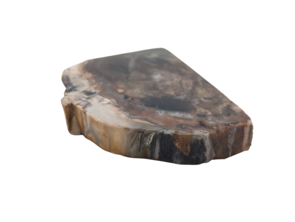 Petrified Wood Polished Slice - Image 5