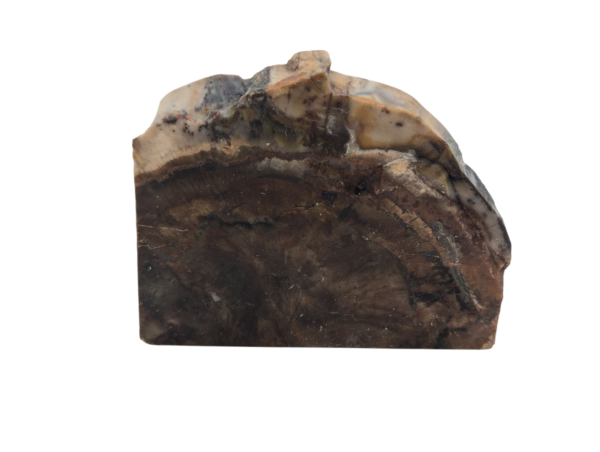 Petrified Wood Polished Slice - Image 3