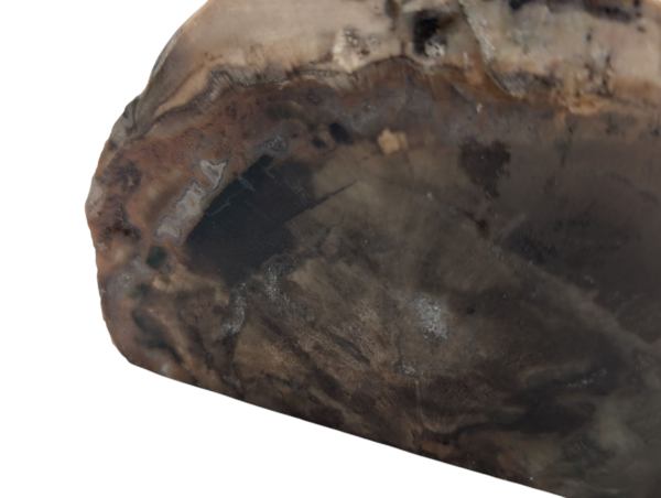 Petrified Wood Polished Slice - Image 4